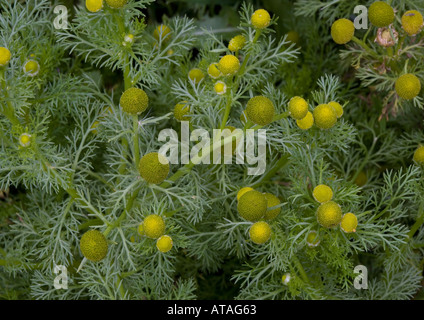 Pineapple weed, Matricaria discoidea, Stock Photo