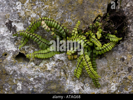 Maidenhair spleenwort fern on old wall Stock Photo