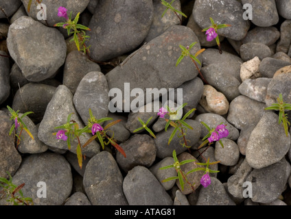 Red hemp nettle growing on calcareous shingle on the Gower peninsula S Wales Rare UK plant Stock Photo