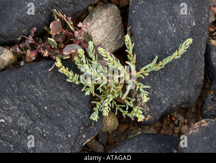 Annual sea blite on rocky coast Salt tolerant plant Stock Photo