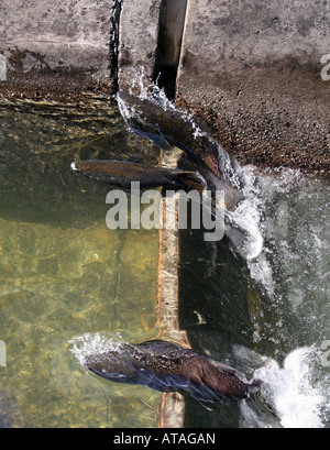 Salmon jumping up fish ladder on California's Feather River. Stock Photo