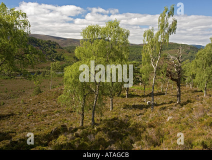 Old downy birch at upper edge of forest Rothiemurchus estate Cairngorms. Betula pubescens Stock Photo