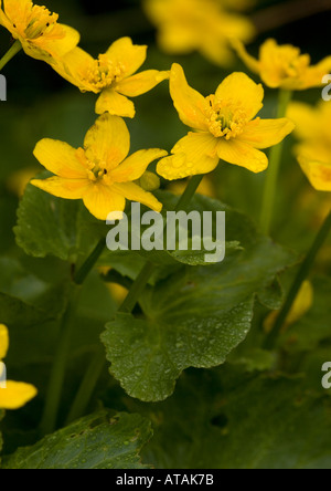 Marsh marigolds or kingcups; Caltha palustris Stock Photo