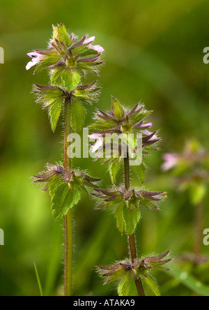 Field woundwort Stachys arvensis Stock Photo