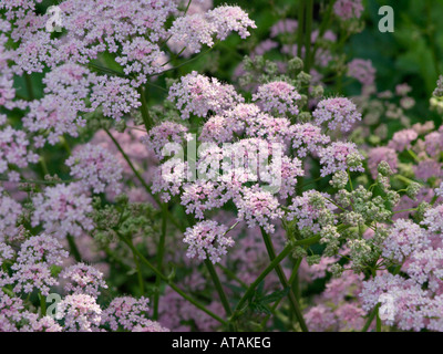 Greater burnet saxifrage (Pimpinella major) Stock Photo