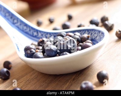 Common juniper (Juniperus communis) Stock Photo