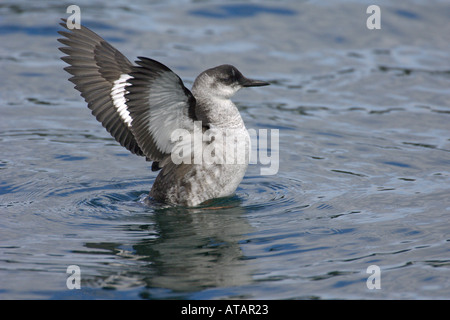 Black guillemot Cepphus grylle adult in autumn moult flapping wings Argyll shire Scotland September 2005 Stock Photo