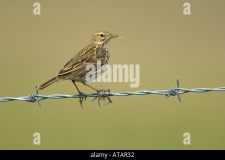 Meadow pipit Anthus pratensis spring adult carrying nest material Norfolk England UK April 2005 Stock Photo