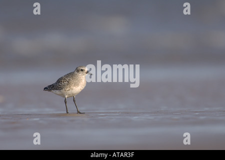 Grey plover Pluvialis squatarola winter adult on shore Norfolk England UK November Stock Photo