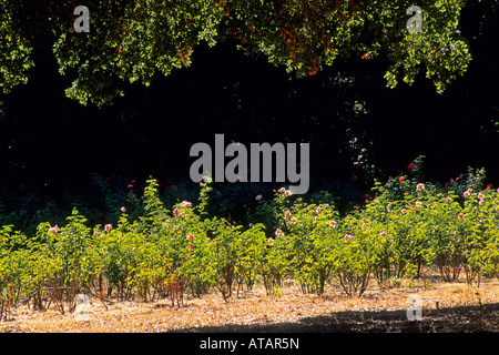 Rose Garden at Galante Vineyards above Carmel Valley Monterey County California Stock Photo