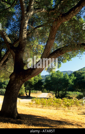 Oak Tree and Rose Garden Galante Vineyards above Carmel Valley Monterey County California Stock Photo