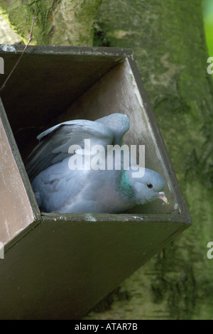 Stock dove Columba oenas spring adult in nest box Bedfordshire England UK April 2005 Stock Photo