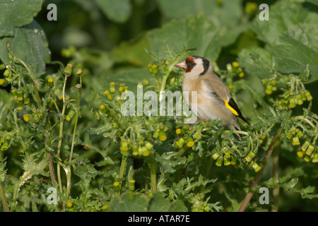 Goldfinch Carduelis carduelis spring adult feeding on groundsel Hertfordshire England UK April 2005 Stock Photo