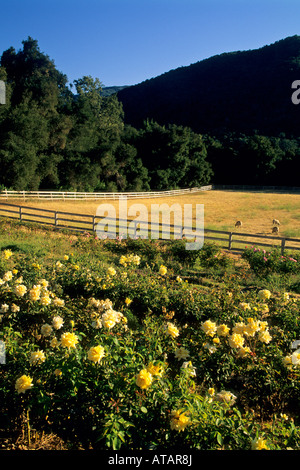 Rose garden at Galante Vineyards above Carmel Valley Monterey County California Stock Photo