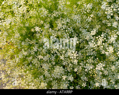 Caraway (Carum carvi) Stock Photo