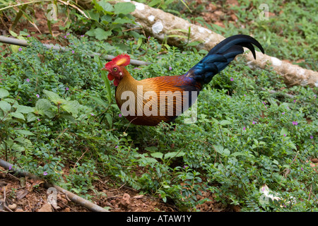 Male Ceylon Jungle Fowl related to the domestic hen Sri Lanka Stock Photo