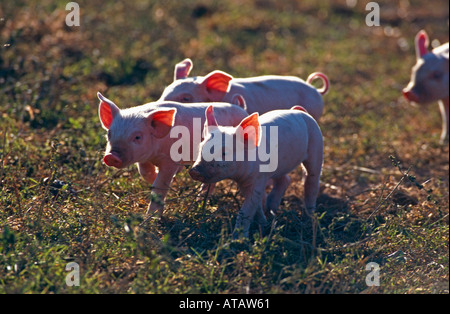 Hausschwein Ferkel pig pigs piglet Stock Photo