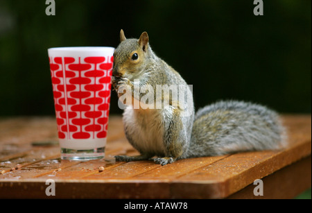 Grey squirrel eating nuts on a patio table Stock Photo