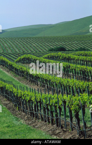 Grape vines in spring at Cambria Winery Santa Maria Valley Santa Maria Santa Barbara County California Stock Photo