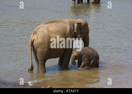 3 week old elephant calf with female standing in water Stock Photo