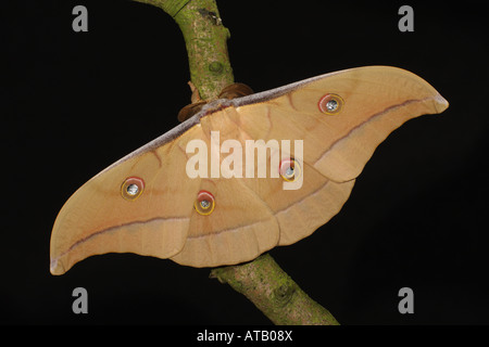 Chinese Oak Silkmoth / (Antheraea Pernyi) / Chinese Oak Tussah Moth ...