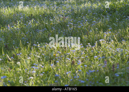 Forget me not myositis boraginaceae family flowers in early Spring in central New York upstate Stock Photo