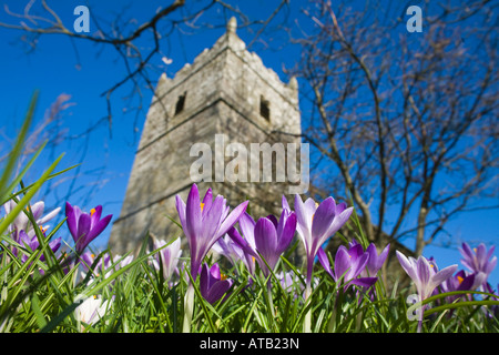 crocuses in the churchyard at st teath cornwall Stock Photo