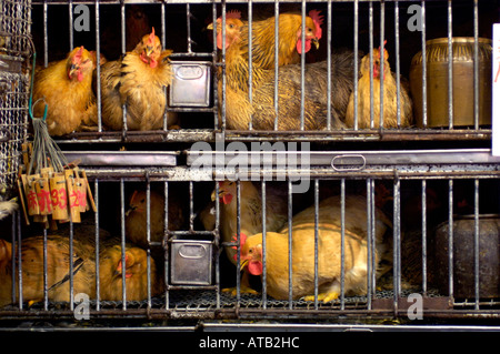 Live chickens in cages at a Hong Kong market China Stock Photo: 9291948 ...