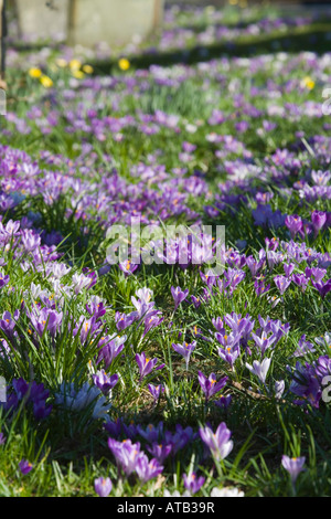 crocuses in the churchyard at st teath cornwall Stock Photo