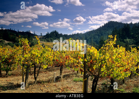 Vineyards in fall Maple Creek Winery Yorkville Mendocino County California Stock Photo
