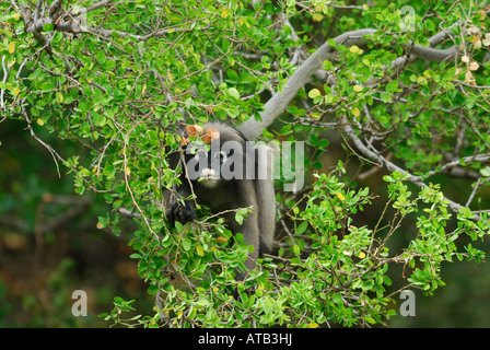 Dusky Langur feeding on leaves in the treetops, Thailand Stock Photo