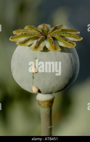 Opium poppy capsule with latex Stock Photo