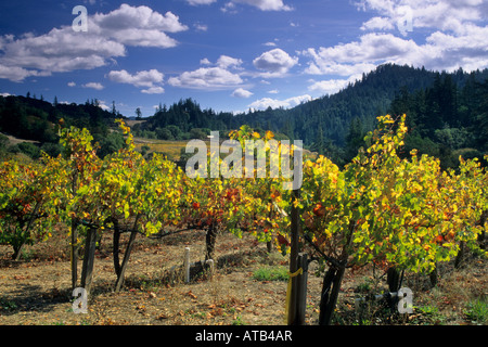 Vineyards in fall Maple Creek Winery Yorkville Mendocino County California Stock Photo