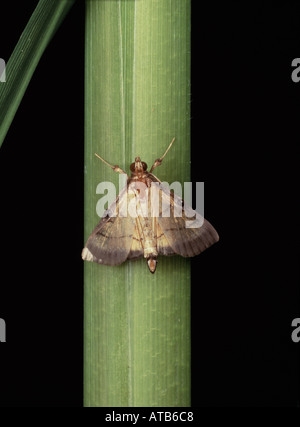 Rice leaf folder Cnaphalocrocis medinalis adult on rice plant Stock Photo