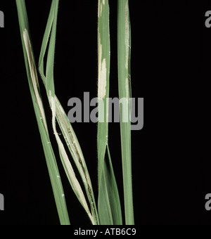 Rice leaf folder damage to rice plant leaves Stock Photo