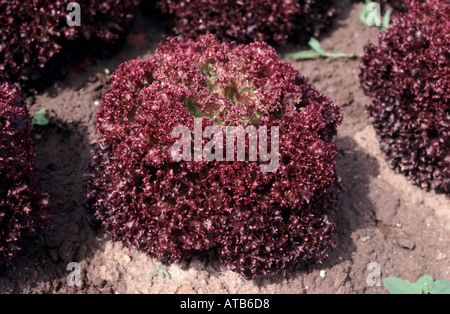 Lollo rosso lettuce growing in soil Stock Photo