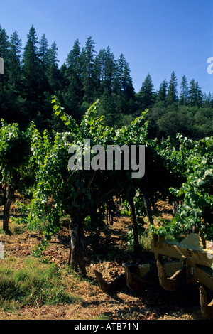 Frey Vineyards Redwood Valley Mendocino County California Stock Photo