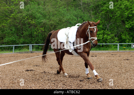 horse on a lead trotting in circle preparing for a Voltige tournament Bavaria Germany Stock Photo