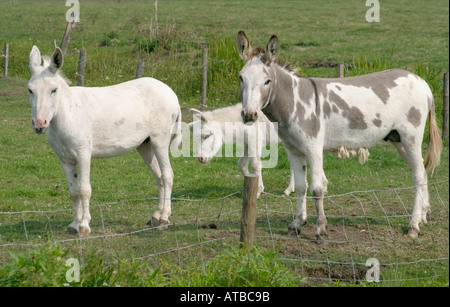 Three donkeys Stock Photo