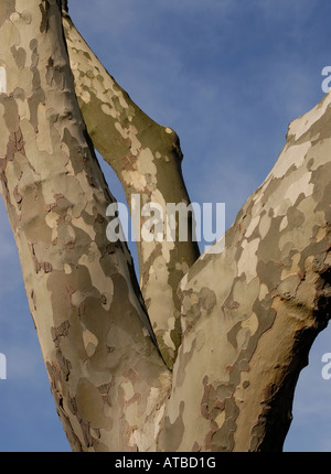 Flaking bark of the London Plane Platanus × hispanica syn Platanus × acerifolia forms a pleasing pattern against a blue sky