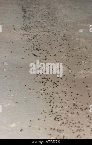 carpenter ants (Camponotus spec.), little part of a ant trail with thousands of animals, Qatar, Al Wabra, Doha Stock Photo