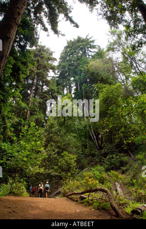 Families hiking through the woods on Pfeiffer Falls trail iin Pfeiffer Big Sur State Park Monterey County California Stock Photo