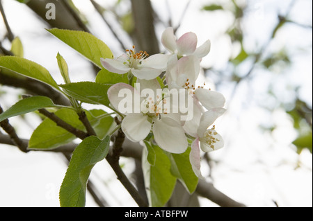 Israel Apple tree blossoms flowering Apple tree April 2007 Stock Photo