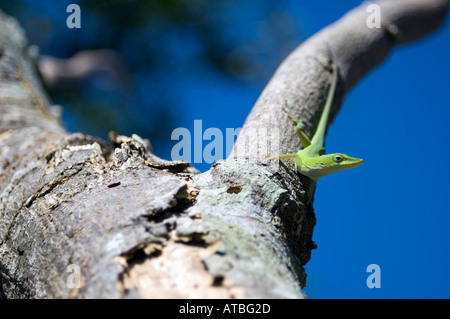Green lizard sitting on tree Stock Photo