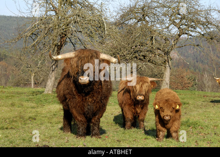 Scottish Highland Cattle (Bos primigenius f. taurus), family, Germany, Rhineland-Palatinate, Palatinate Forest Stock Photo