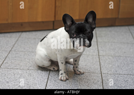 French Bulldog (Canis lupus f. familiaris), five months old puppy sitting in the kitchen Stock Photo