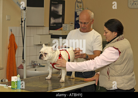 French Bulldog (Canis lupus f. familiaris), a veterinarian examins the joints Stock Photo