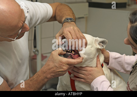 French Bulldog (Canis lupus f. familiaris), a veterinarian examins the teeth Stock Photo