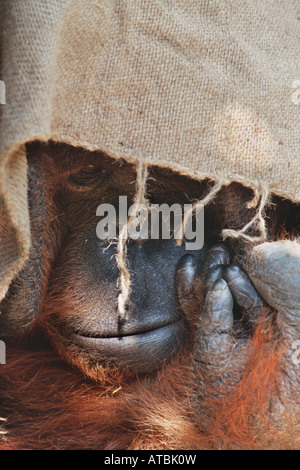 Bornean orangutan (Pongo pygmaeus pygmaeus), hiding behind a gunnysack Stock Photo