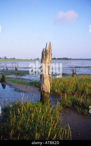 Mudflats and wetland environment estuary Blythburgh Suffolk England Stock Photo